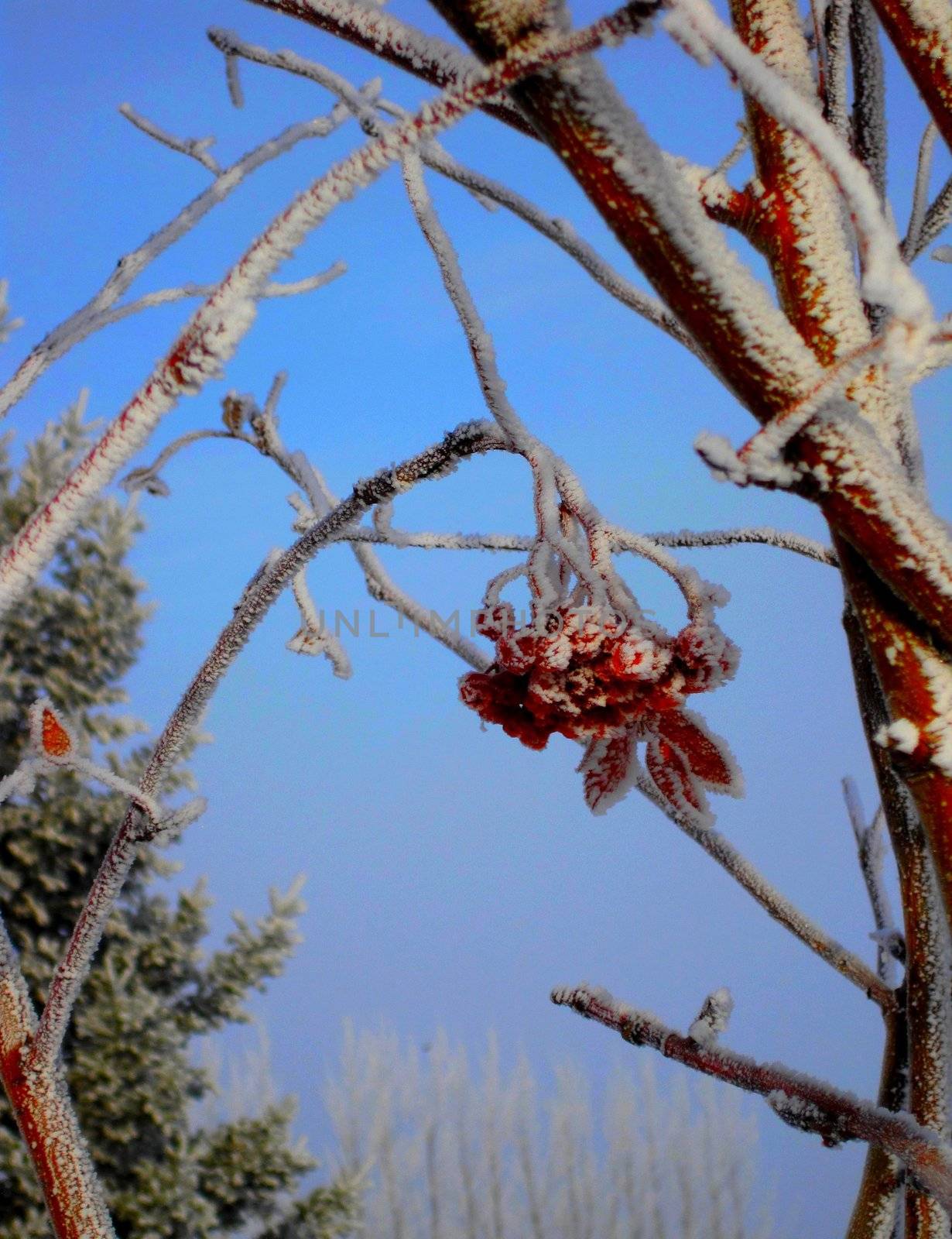 Red berried tree covered in hoar frost.