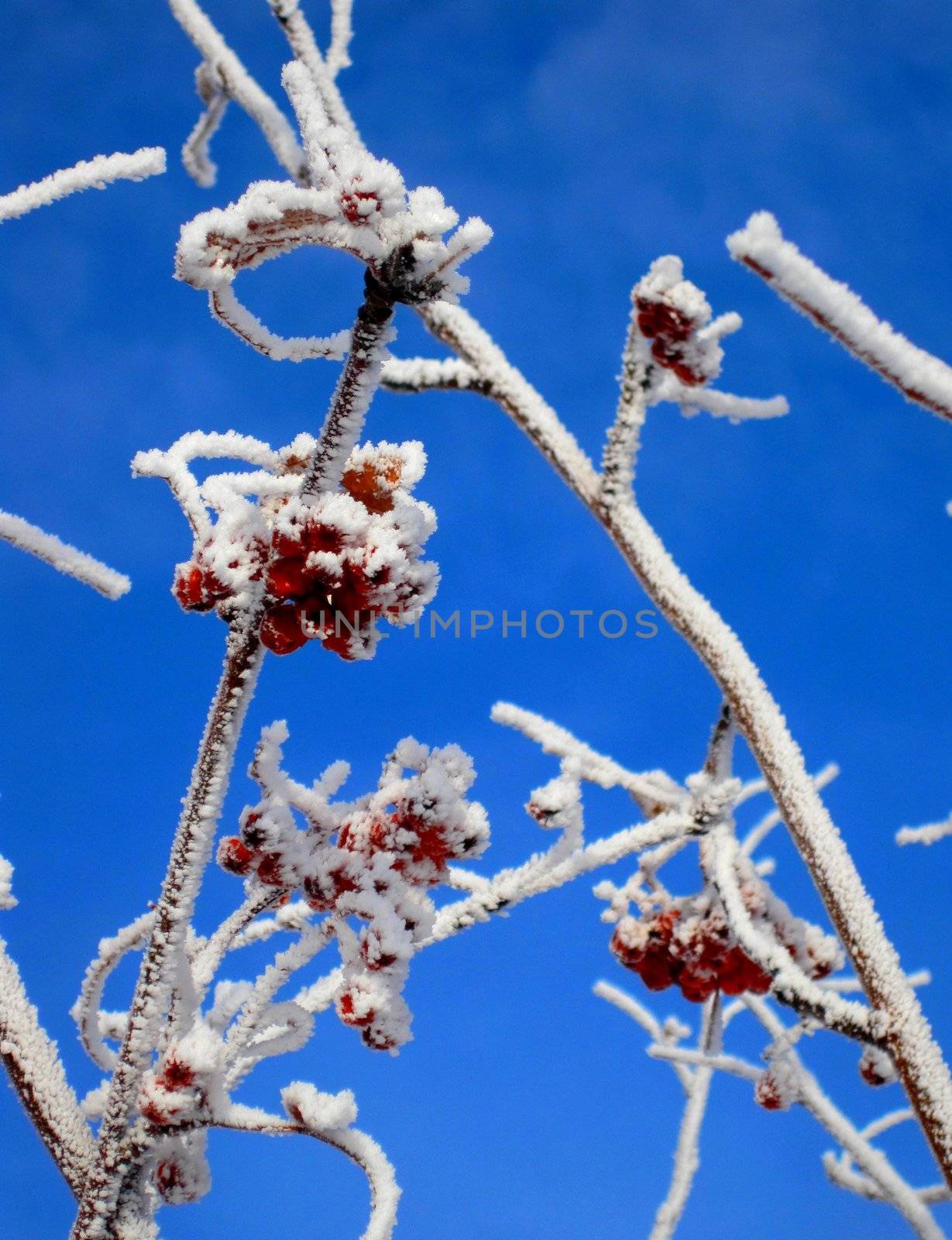 Red berried tree covered in hoar frost under a blue sky.