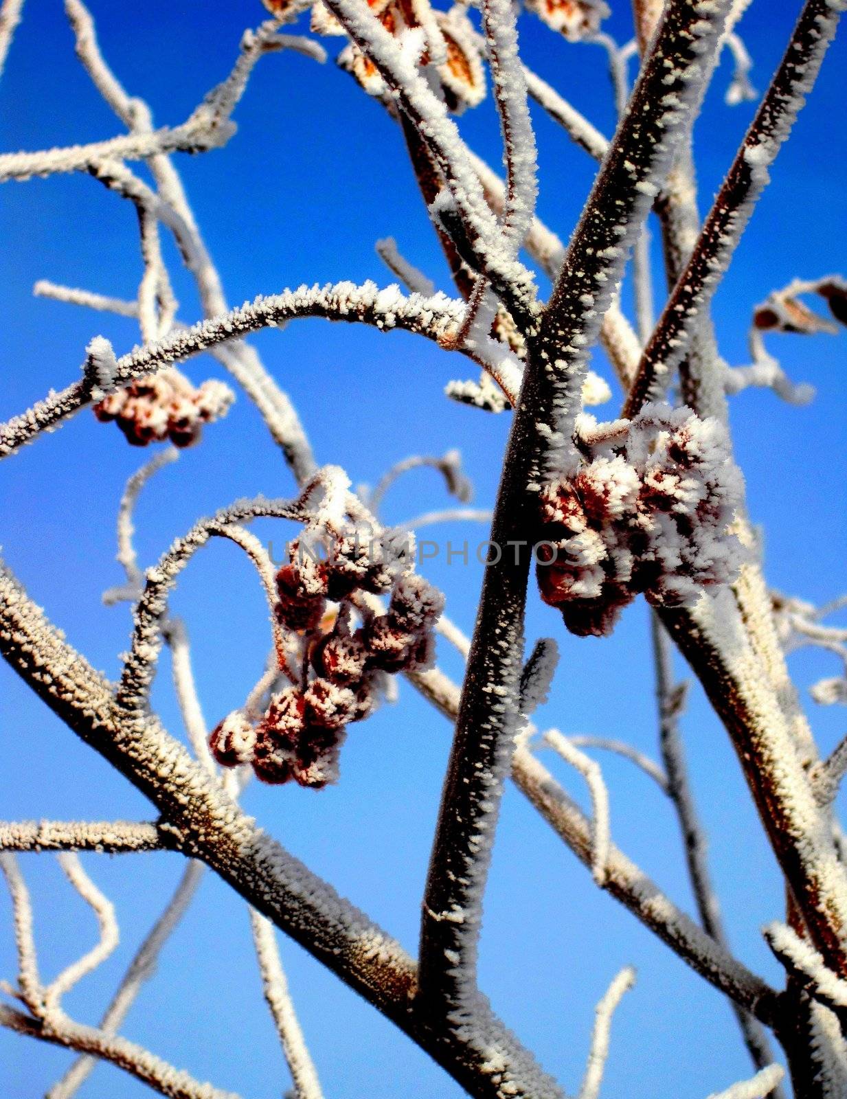Red shriveled up berries covered in hoar frost under a blue sky.