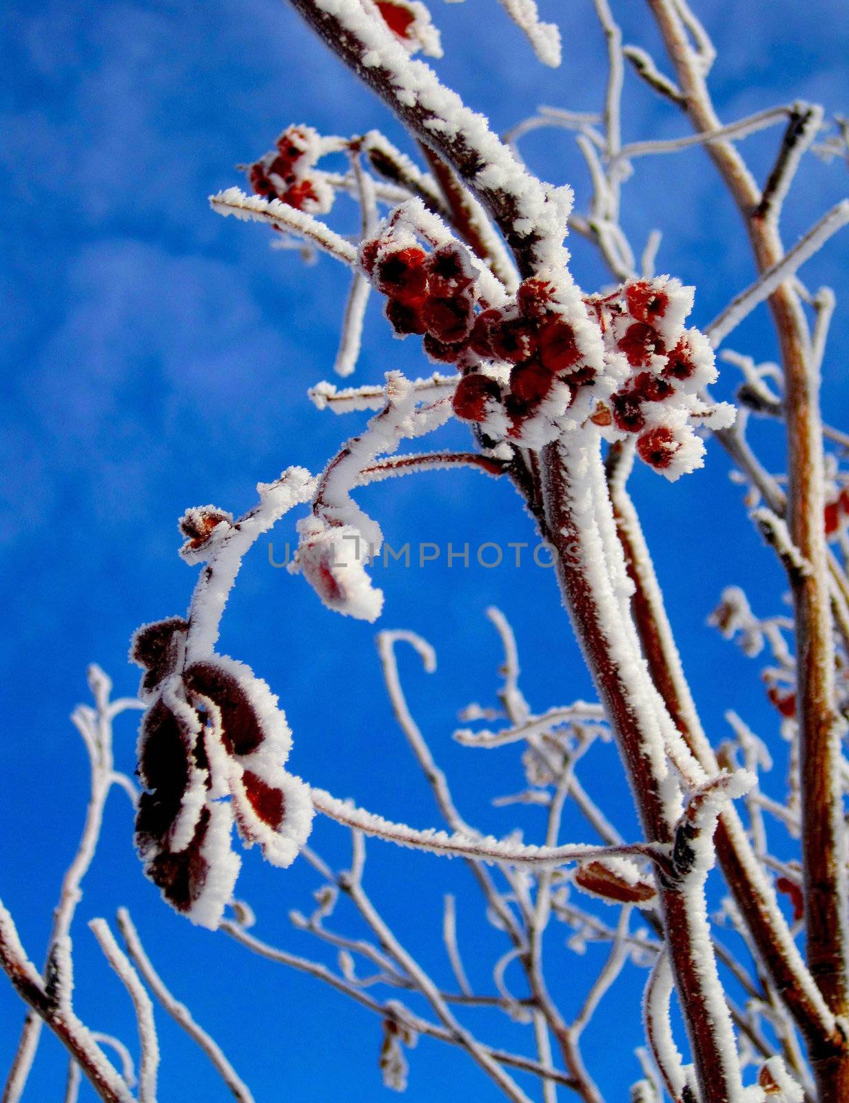 Red berries and leaves covered in hoar frost under a blue sky.