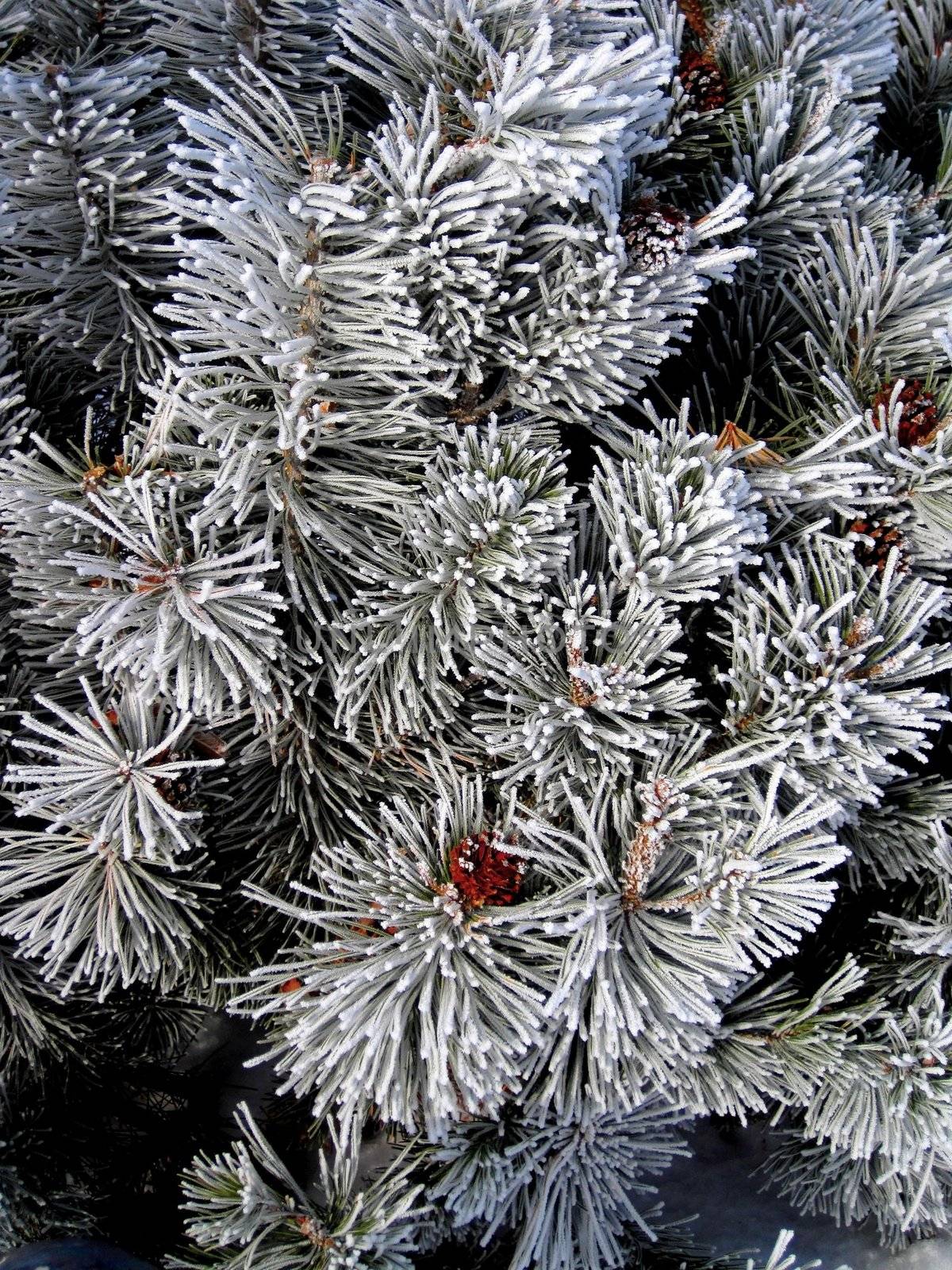 Hoar frost covered pine bush.