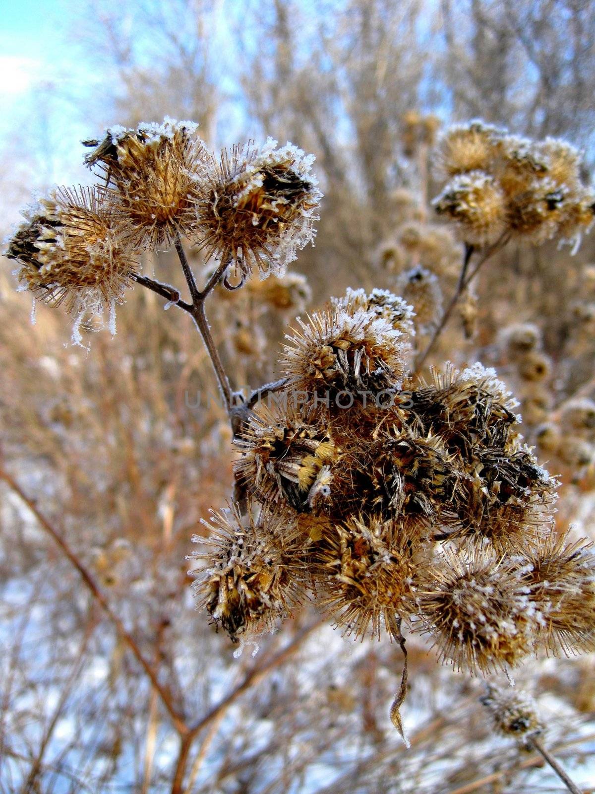 Hoar Frost Covered Thistle by BrianneLeeHoffman