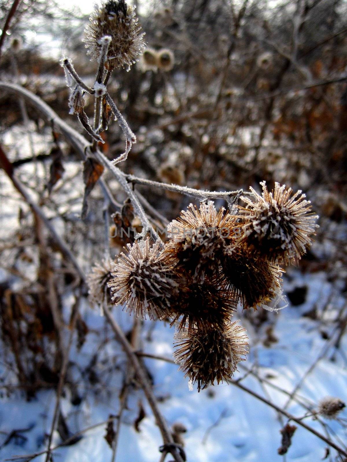 Hoar frost covered dried thistle during the winter season.