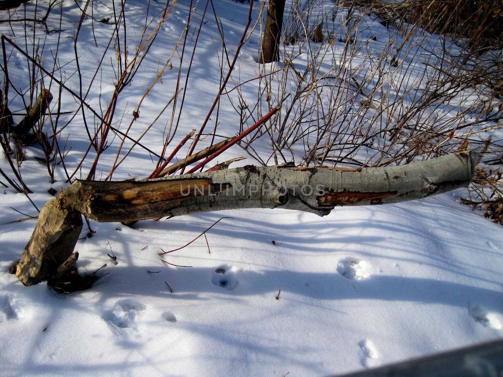 Fallen down tree, chewed by beavers, hovering over snow covered ground.