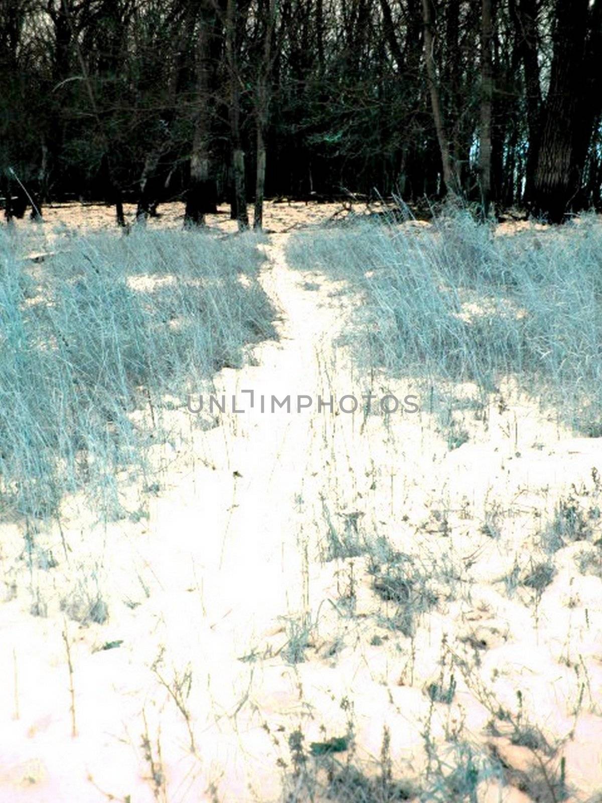 Snow trail leading into a winter forest.