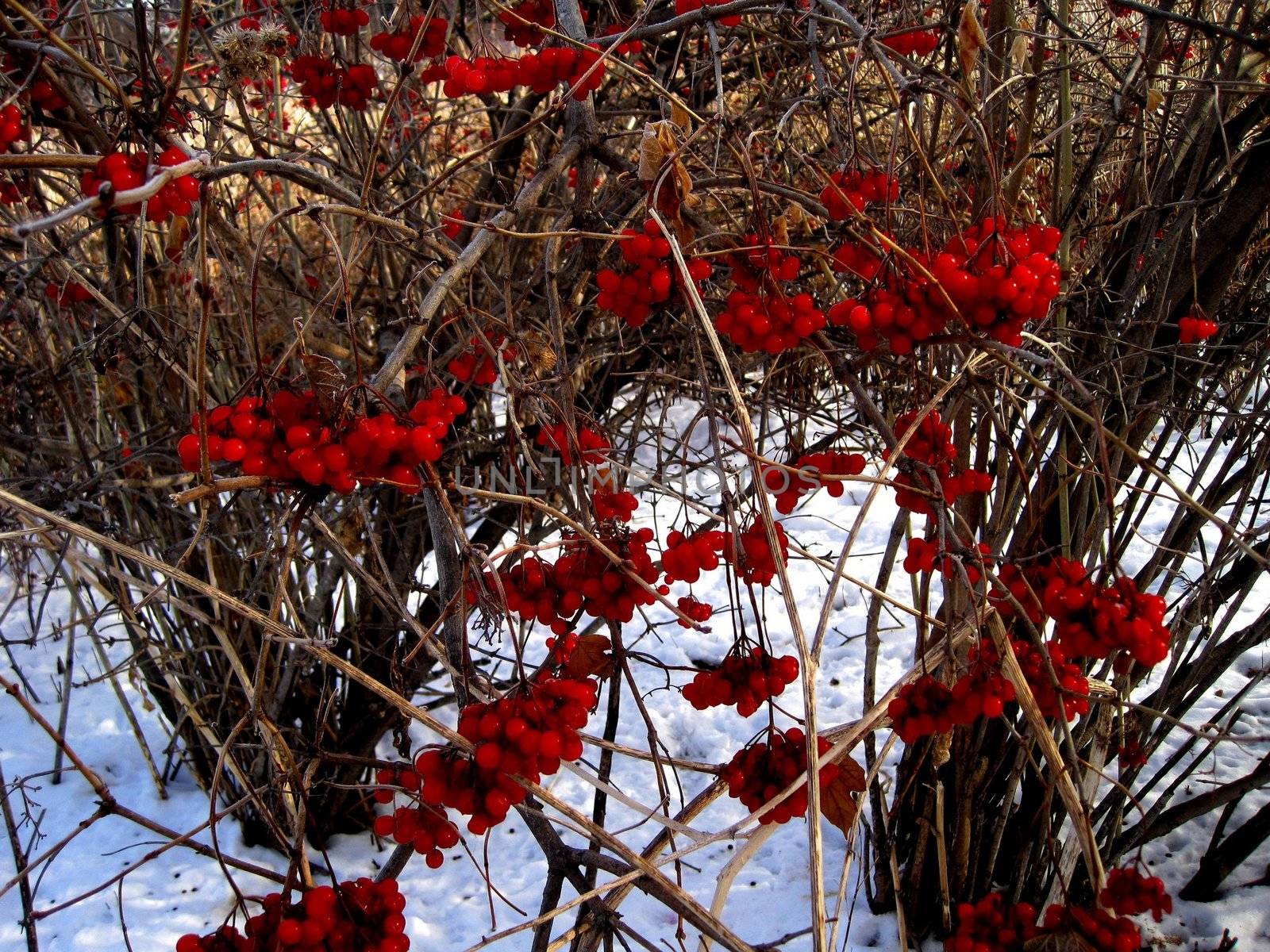 Winter Berry Tree by BrianneLeeHoffman