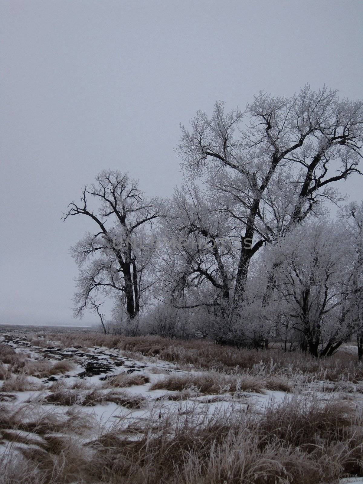 Hoar frost covered winter trees in a field.