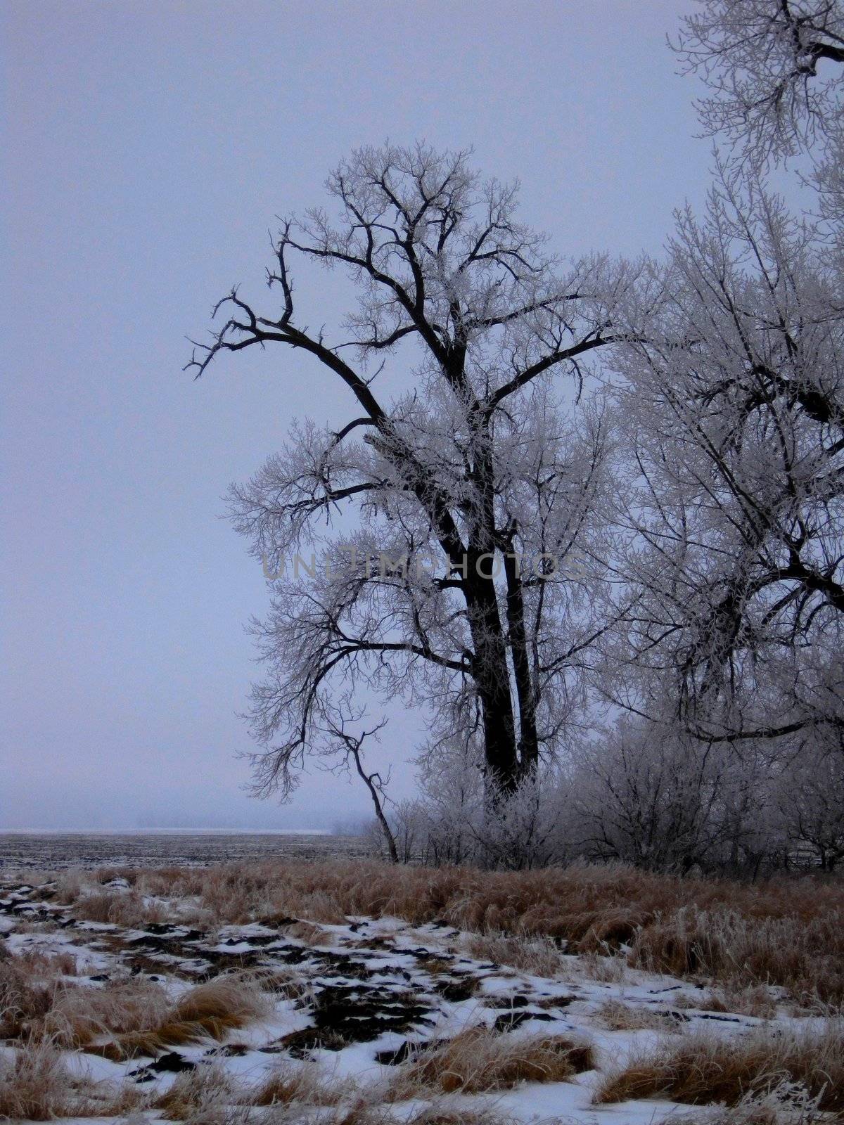 Icy Trees 2 by BrianneLeeHoffman