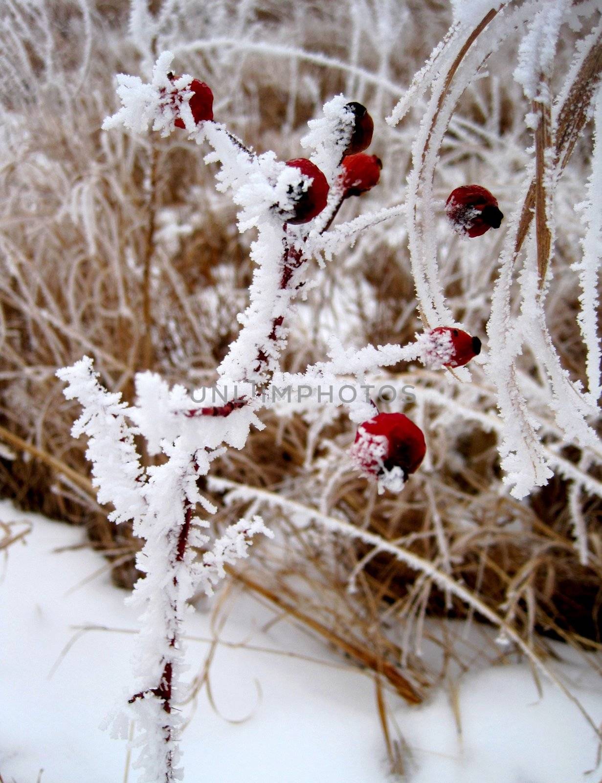 Frozen Prairie Berries by BrianneLeeHoffman