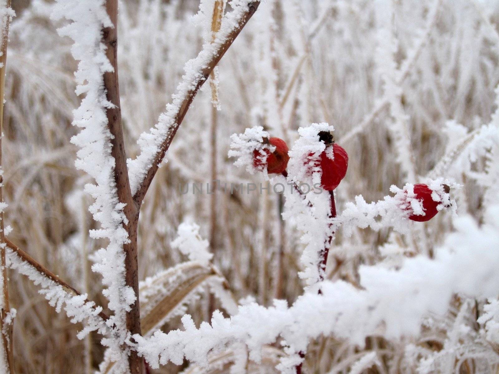 Hoar frost covered red berries amongst tall prairie grass.