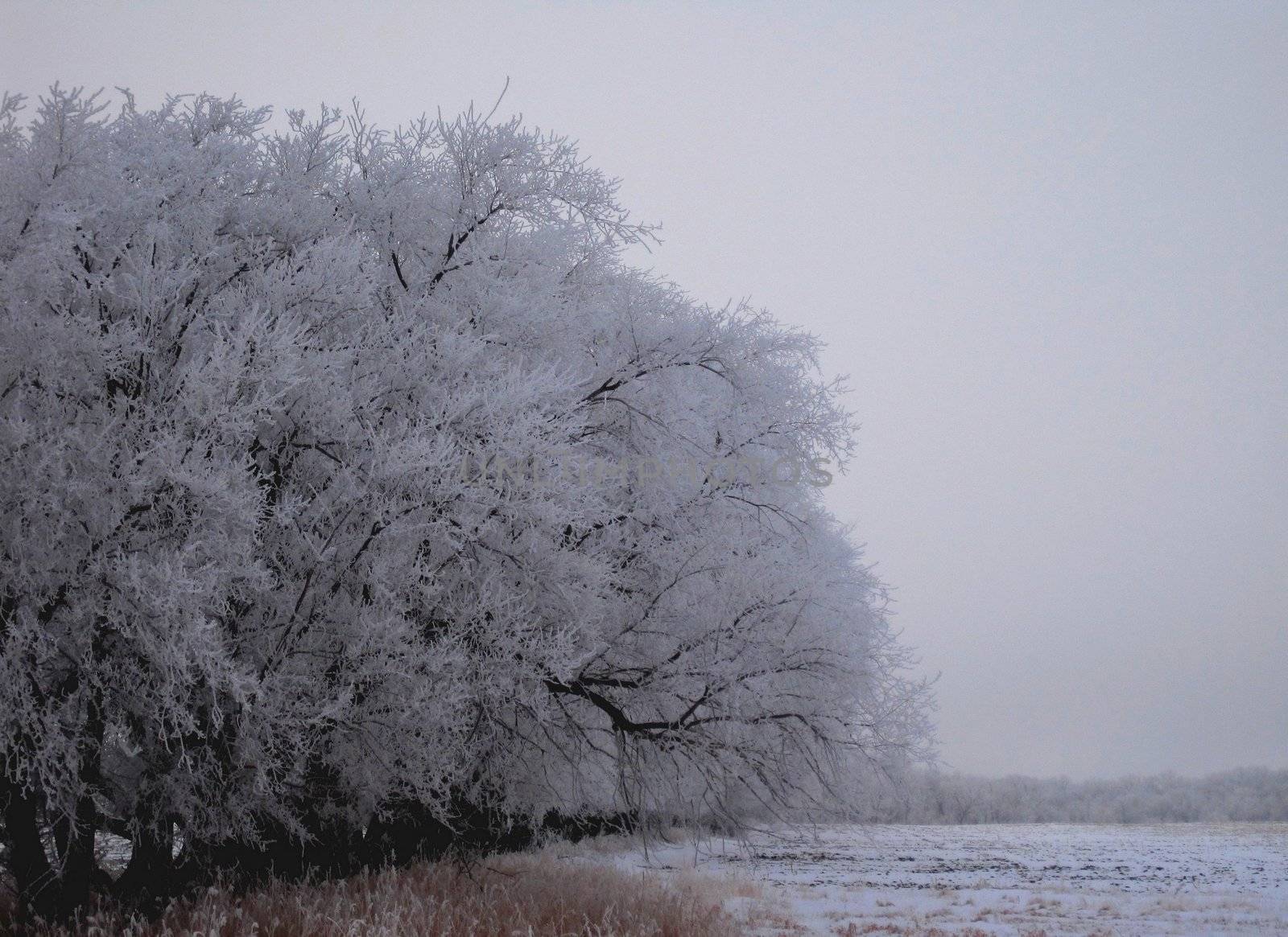 Hoar frost covered trees.