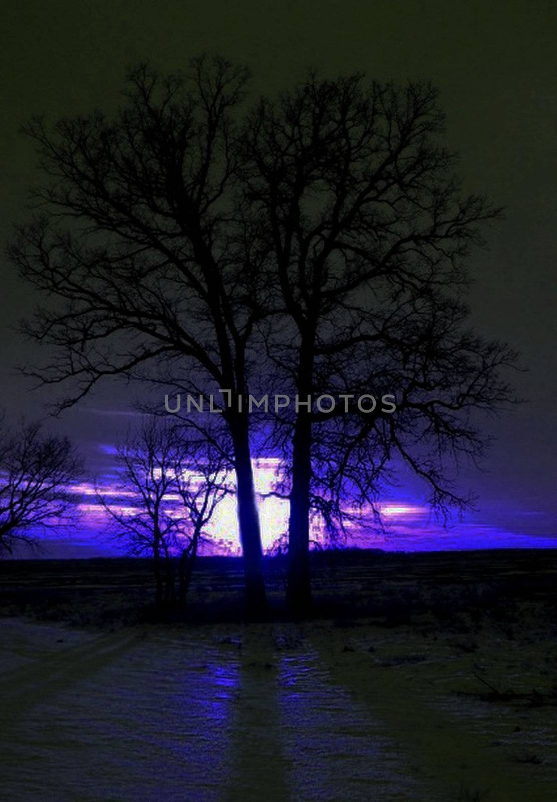 Two leafless trees in the middle of a snow cover field under a purple sunset.