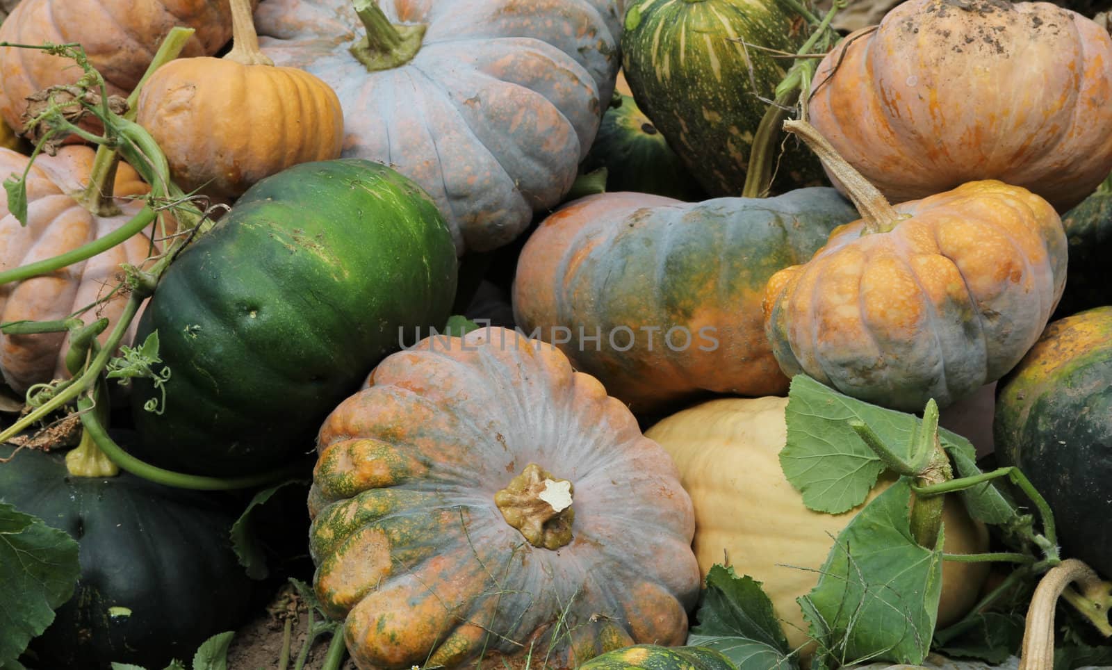 A pile of fresh pumpkins, green and yellow.