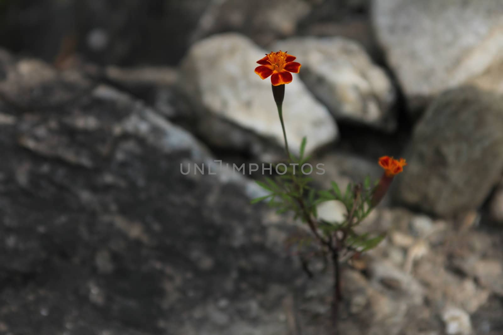 Red and yellow flower growing between stones.