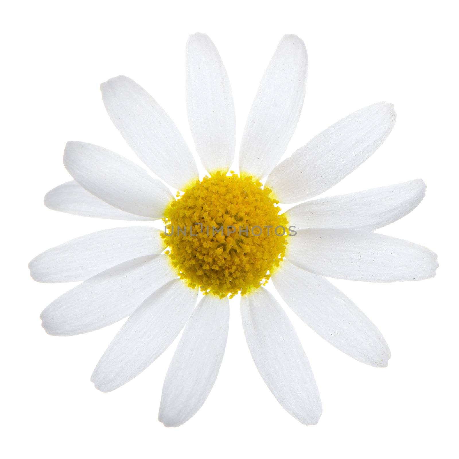 Beautiful white daisy flower isolated on white background.