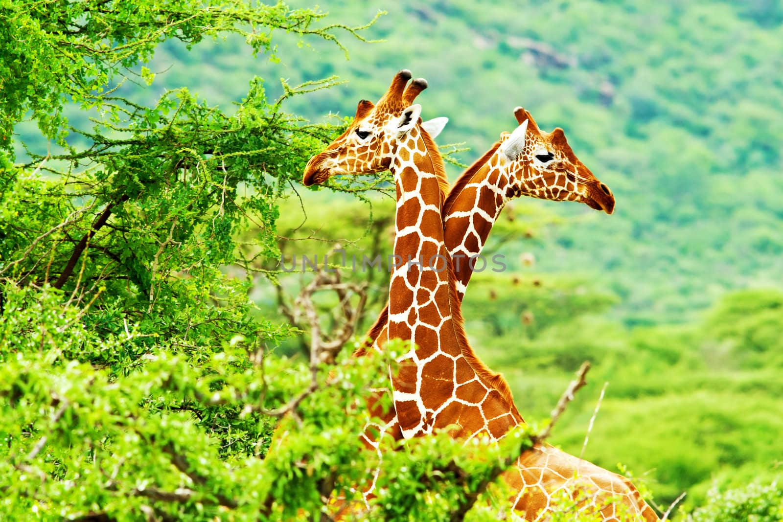 African giraffes family by Anna_Omelchenko