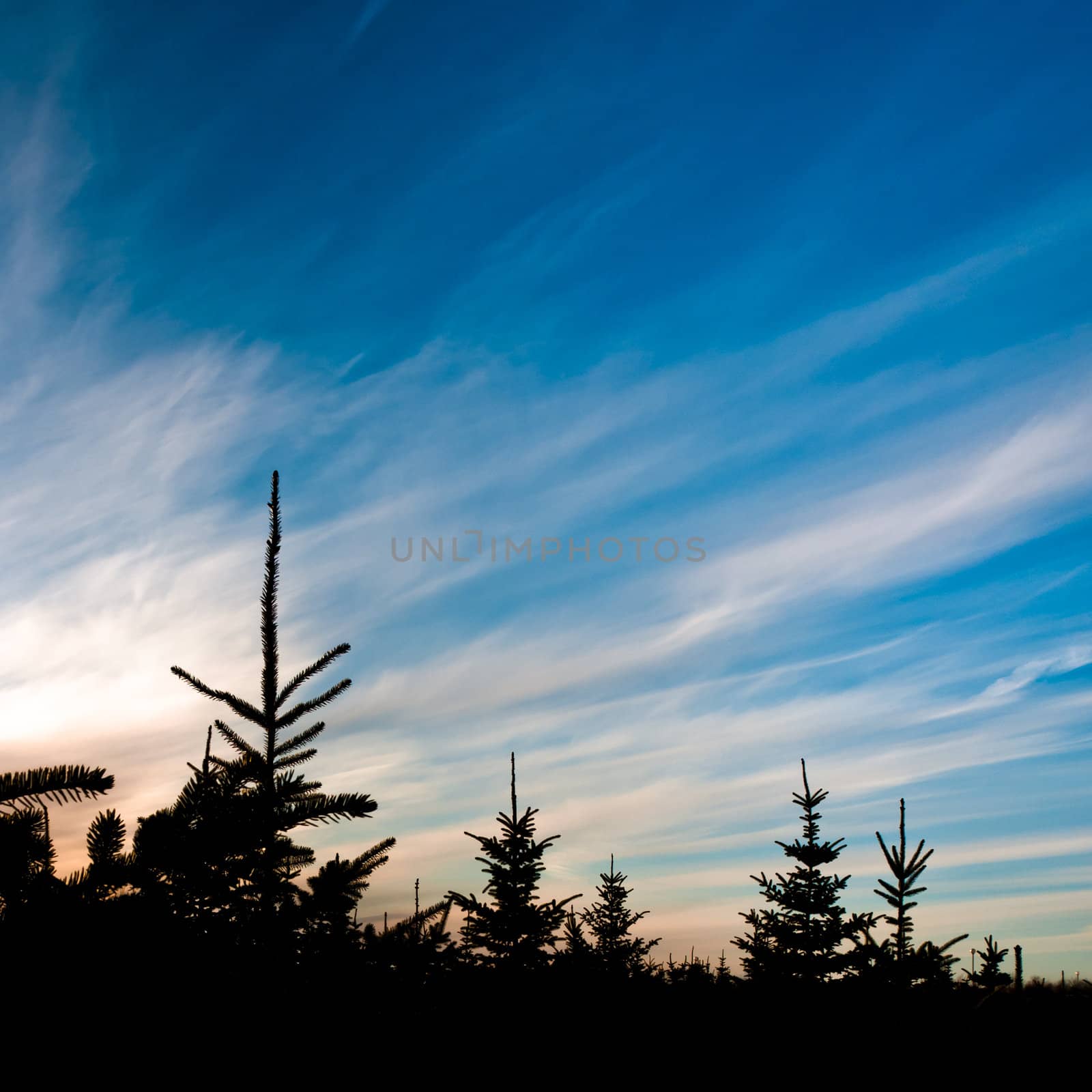 Spruces silhouettes under cloudy and blue sky in park