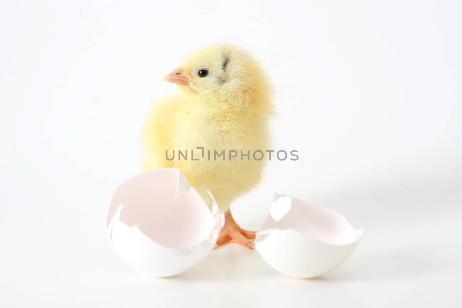 Little chicken near the shell on white