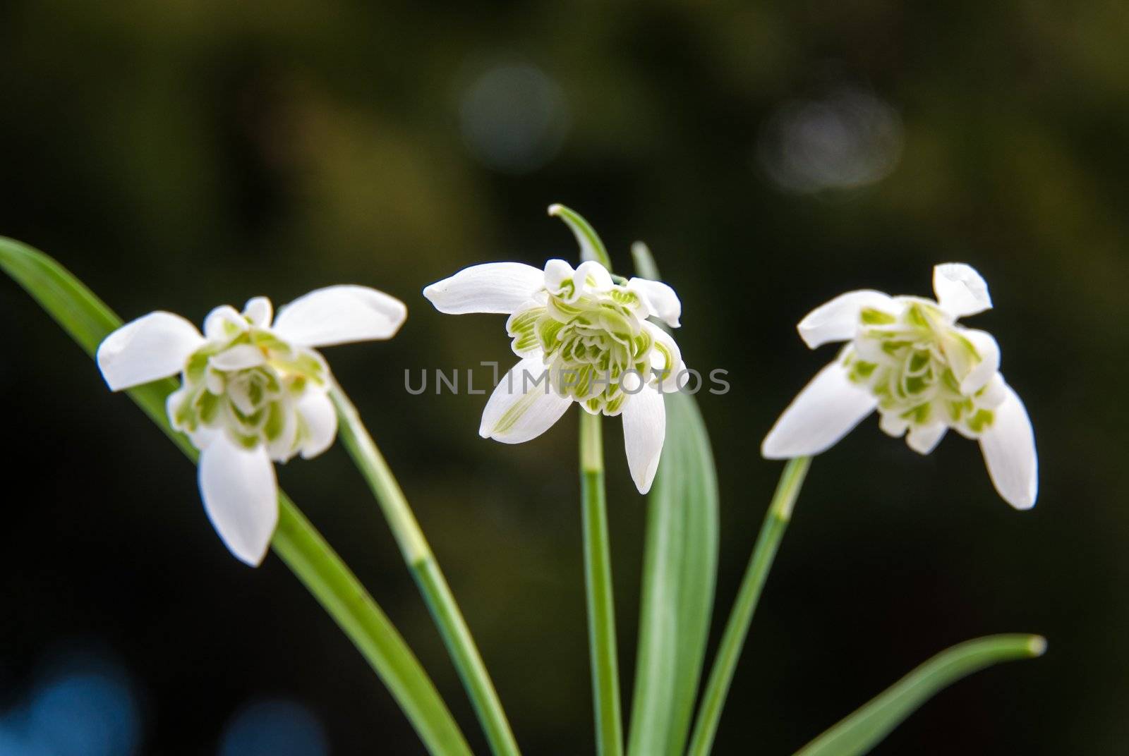 Rare filled snowdrops - galanthus nivalis var. praecox