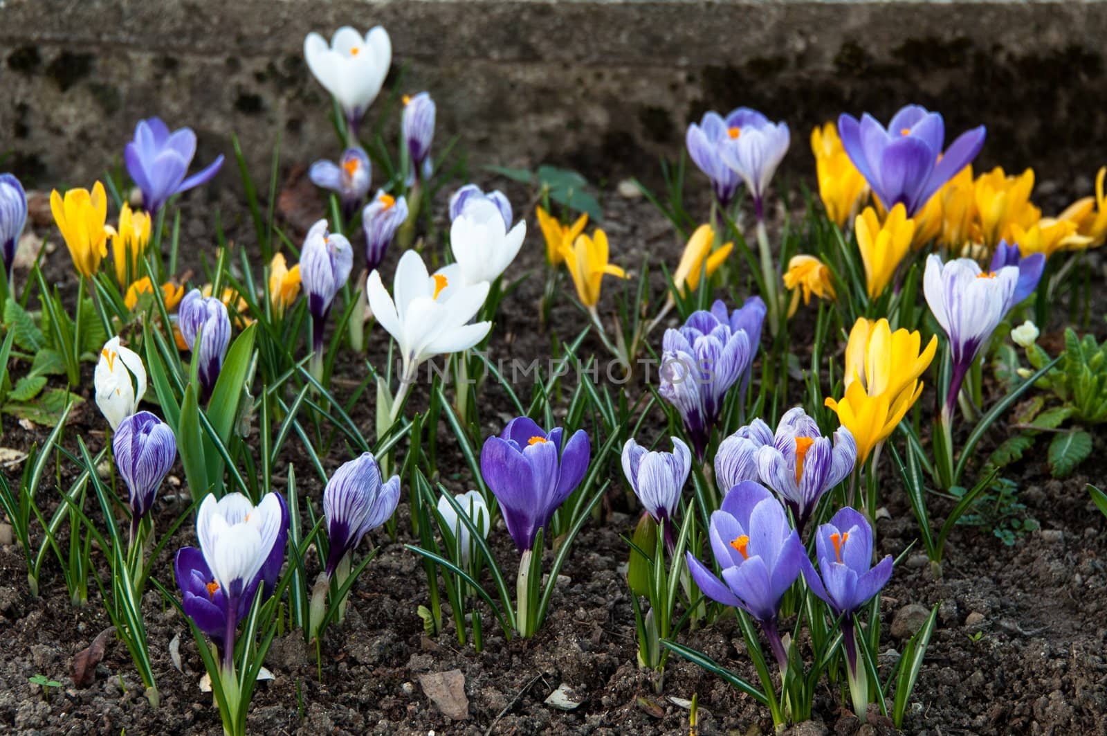 CLoseup on colourful mixed crocused in dry spring soil