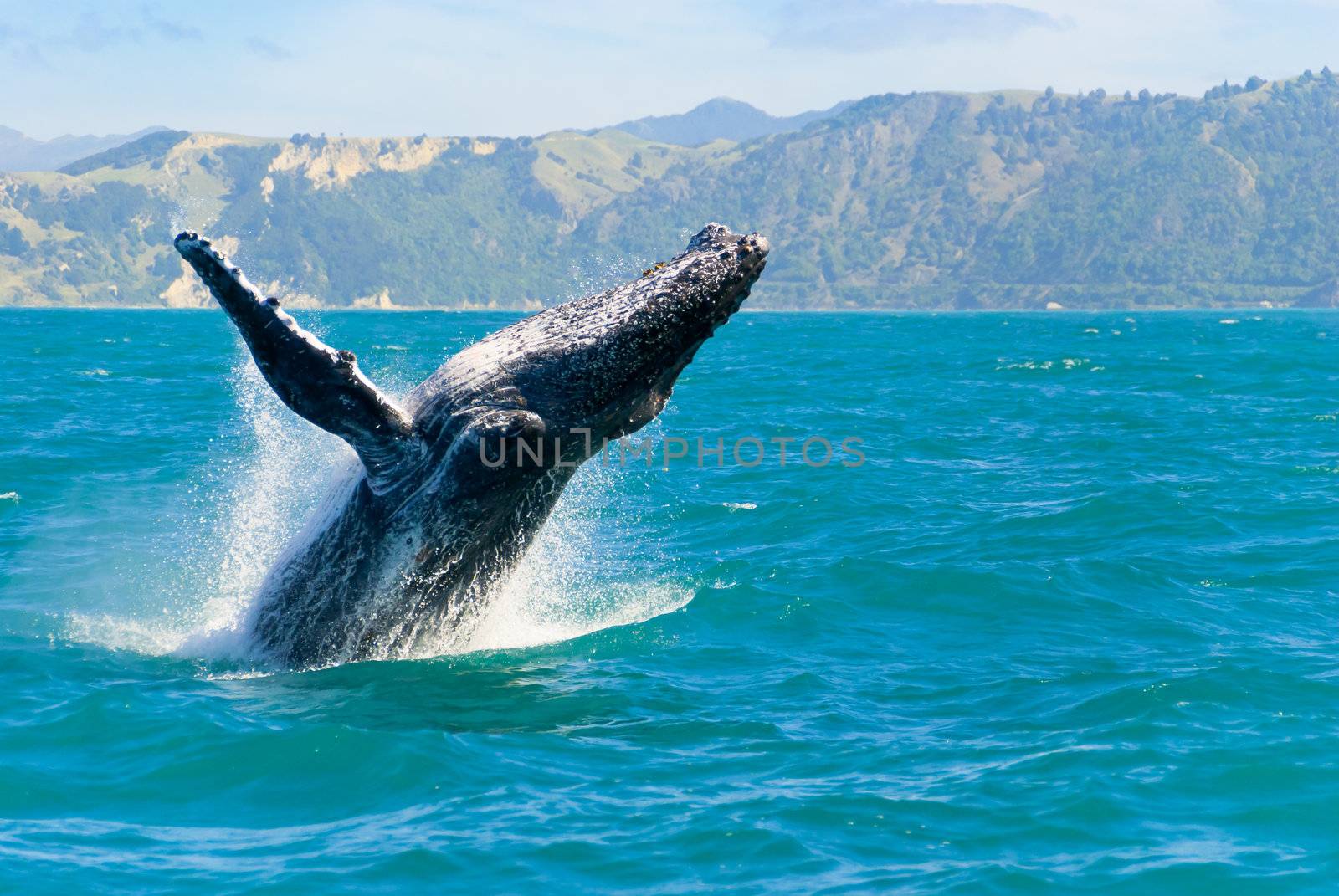 Massive humpback whale playing in water captured from Whale whatching boat