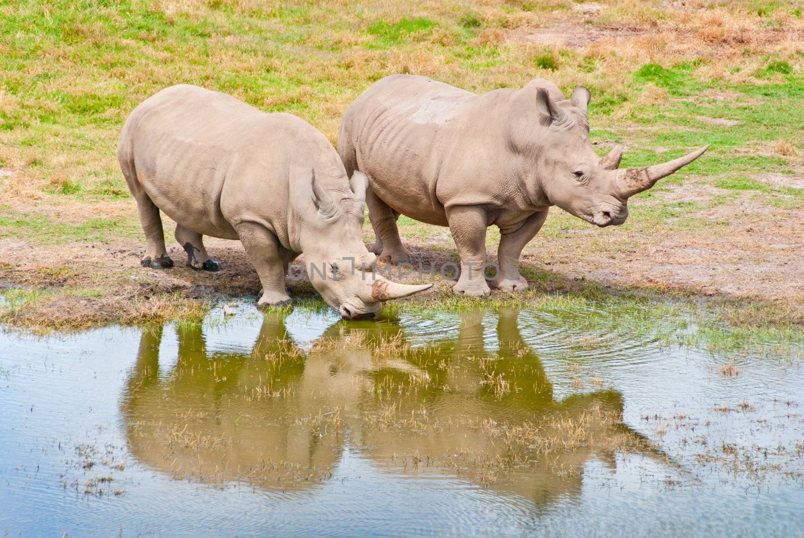 Rhino Couple At Watersedge. The Animals are reflected on the water