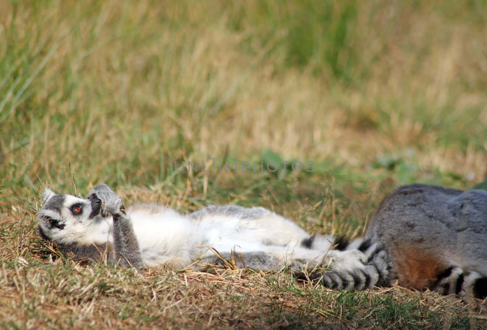 ring tailed lemur