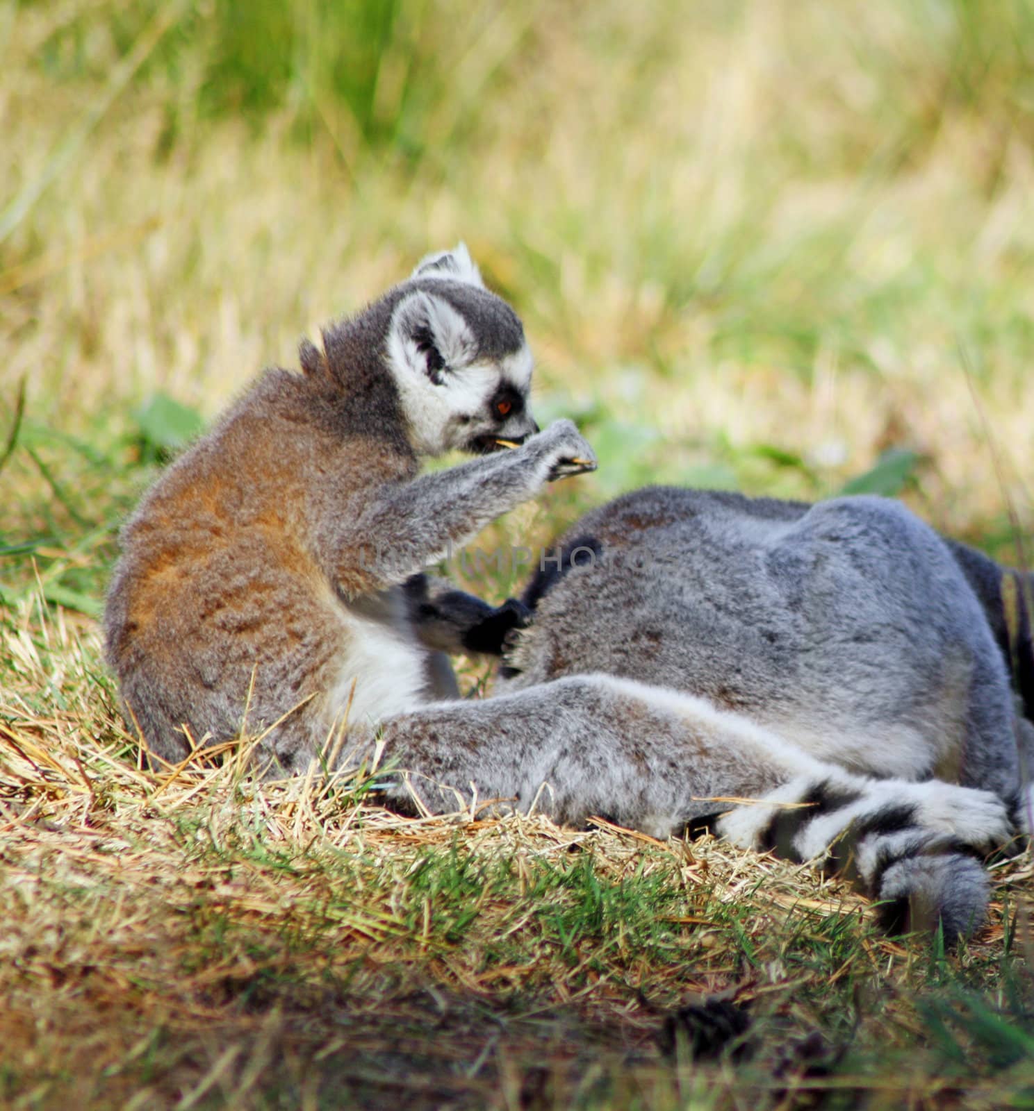 ring tailed lemur