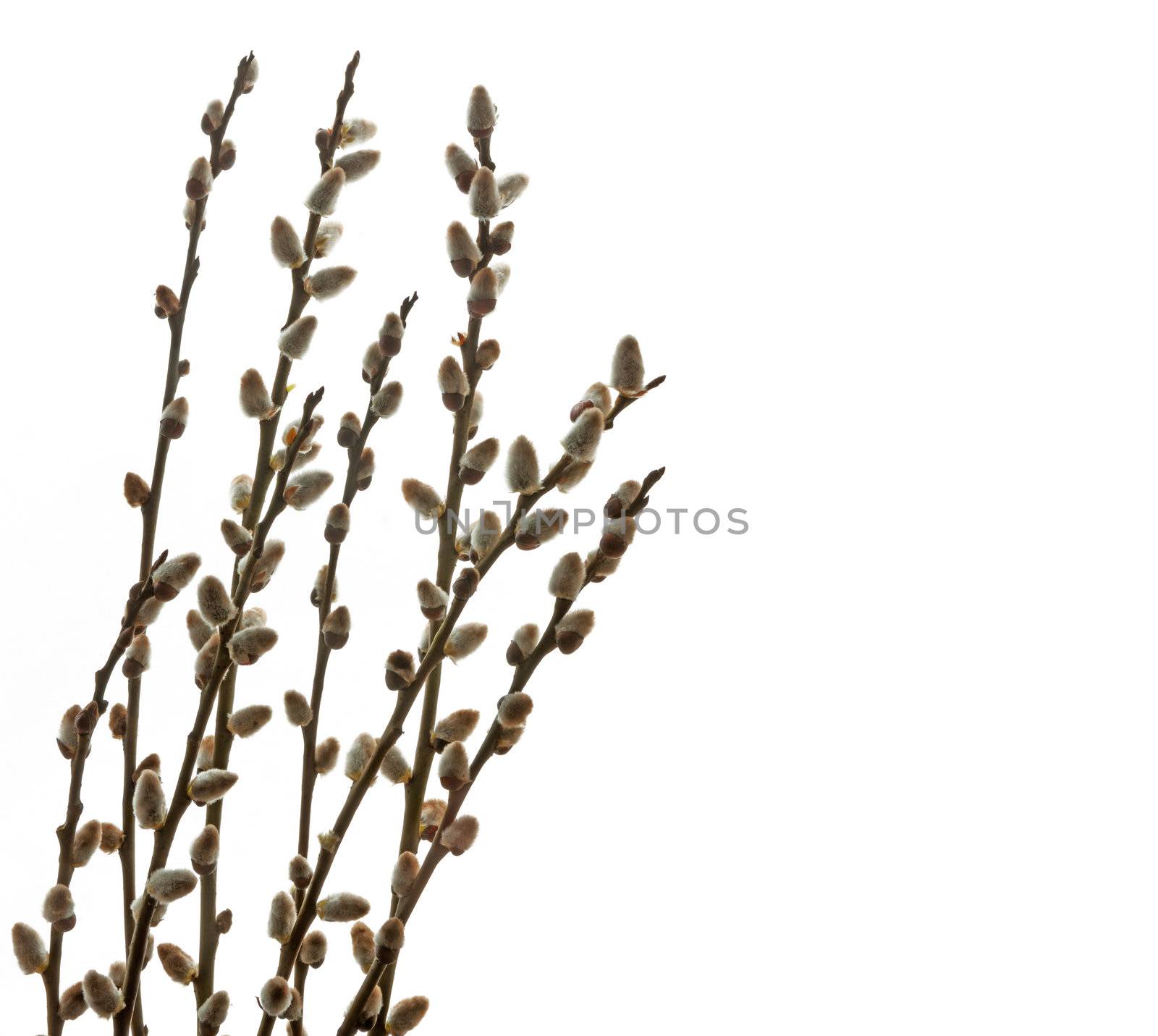 Branches of a willow on white background by vladimir_sklyarov