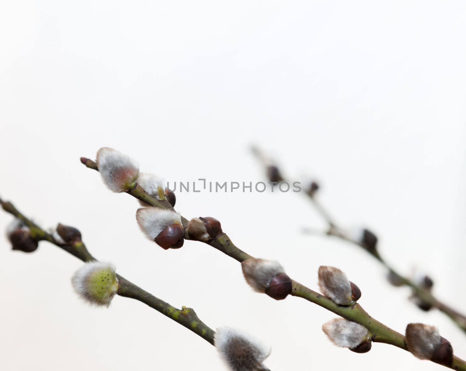 Branches of a willow on white background by vladimir_sklyarov