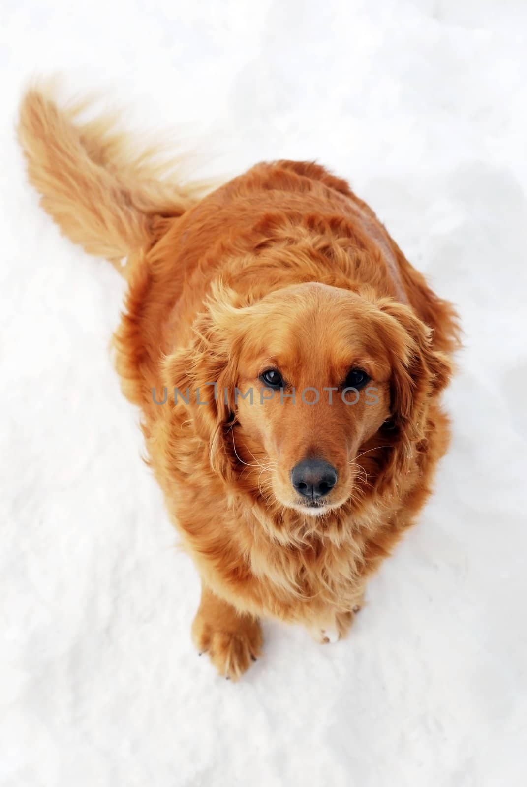 cute orange golden retriever dog sitting at snow