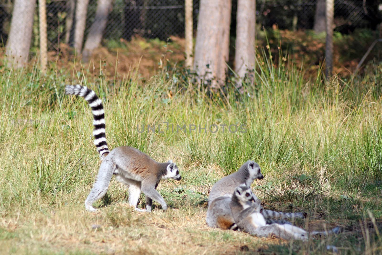 lemurs playing