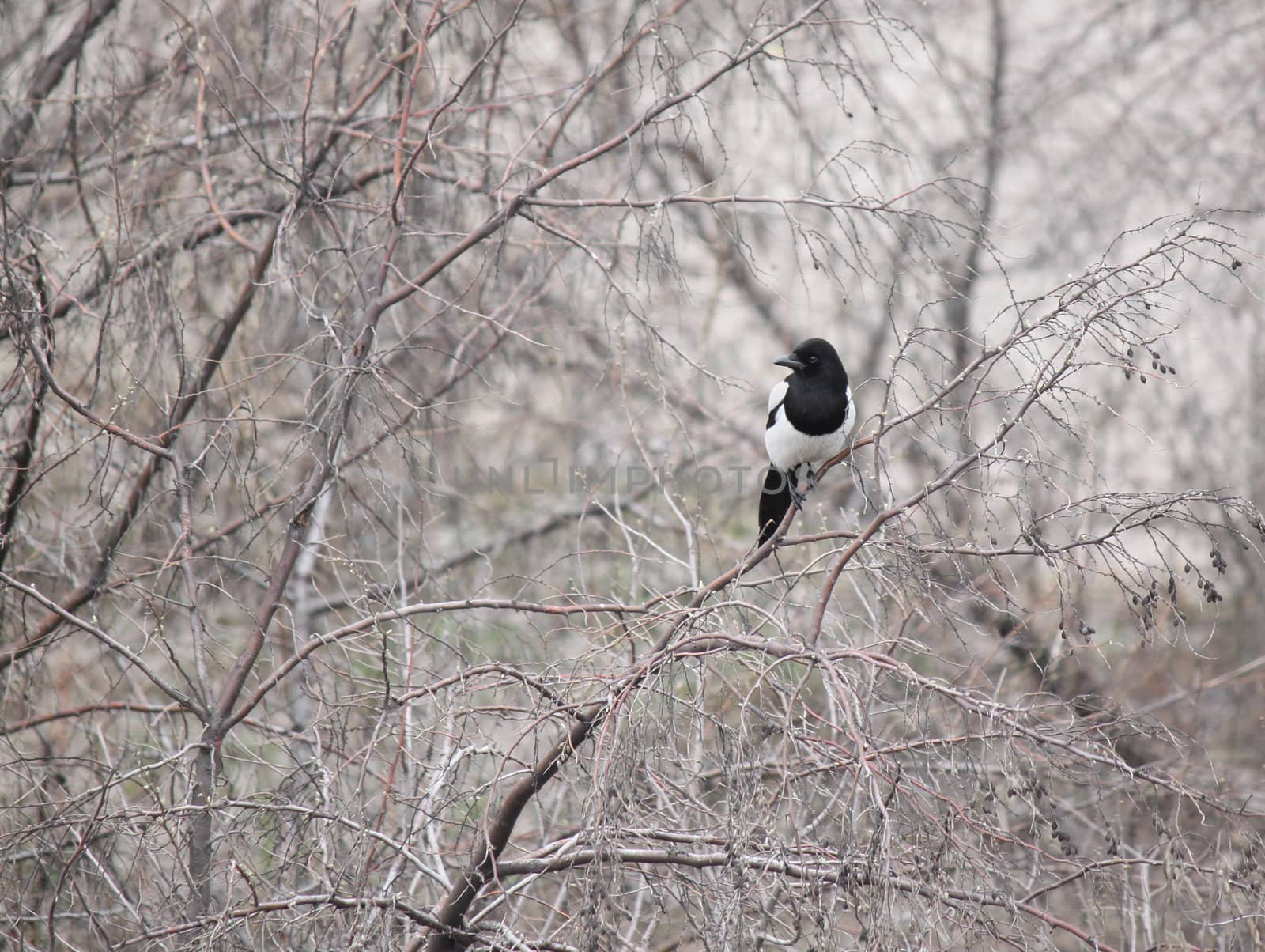 magpie on branch of tree at early spring