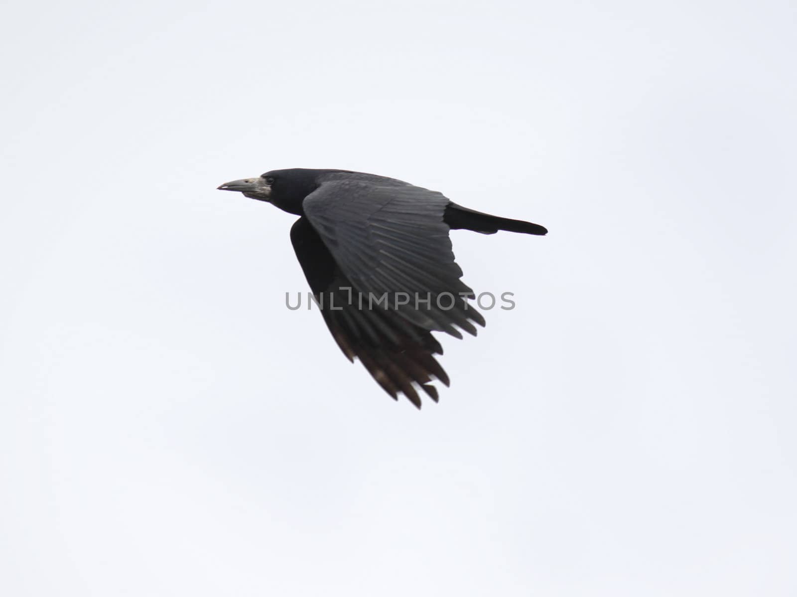 black raven by romantiche