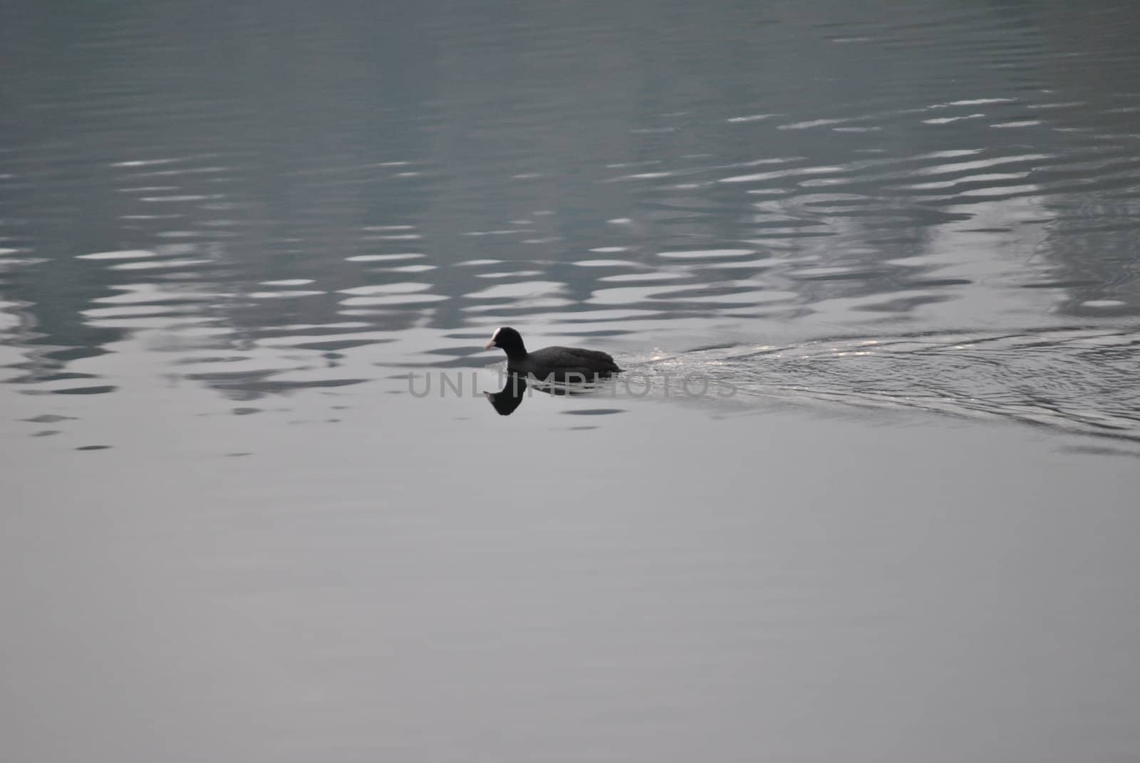 a lonely duck swims in the waters of Levico's Lake , in the province of Trento