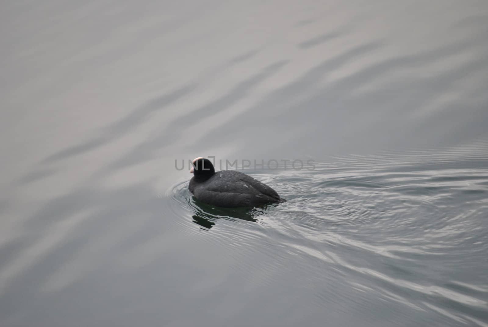a lonely duck swims in the waters of Levico's Lake , in the province of Trento