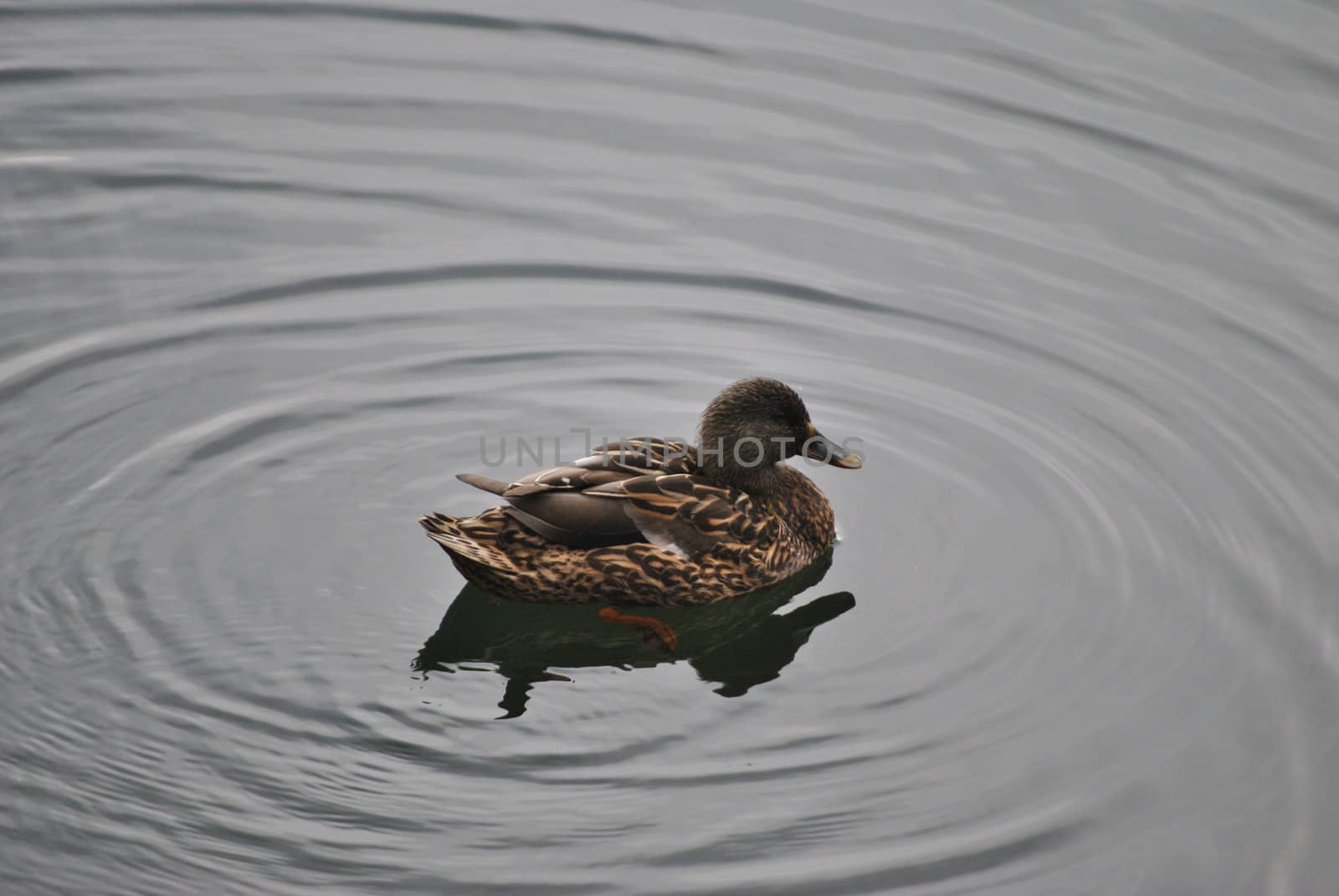 a lonely duck swims in the waters of Levico's Lake , in the province of Trento