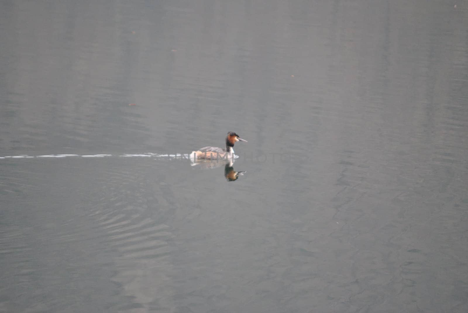 A lonely duck in the Levico's Lake