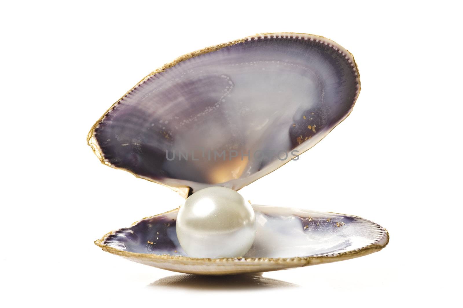 One white pearl in a sea shell by tish1