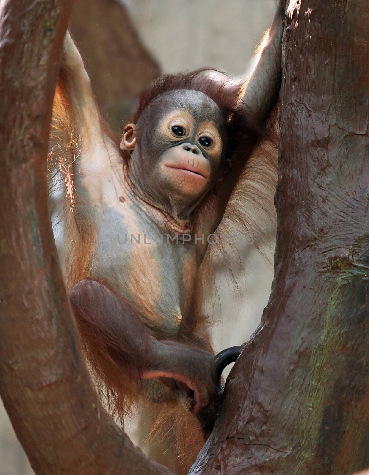 Baby Orang Utan