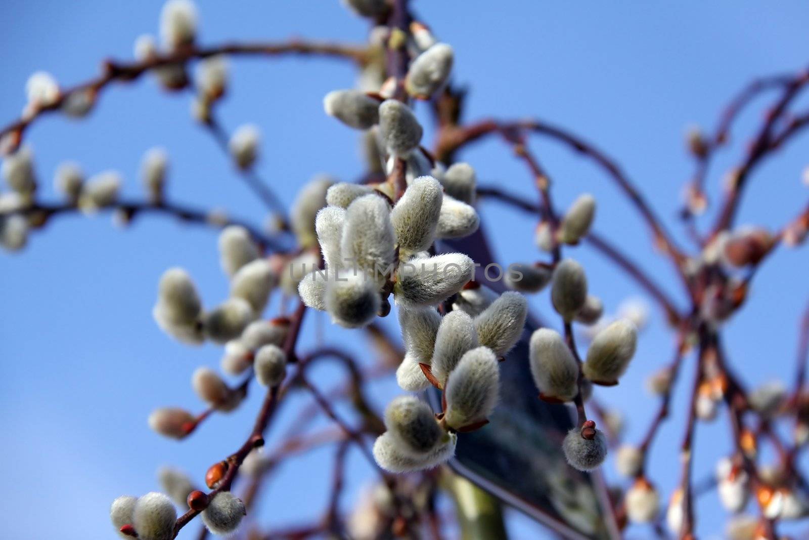 pussy willows in spring and blue sky background