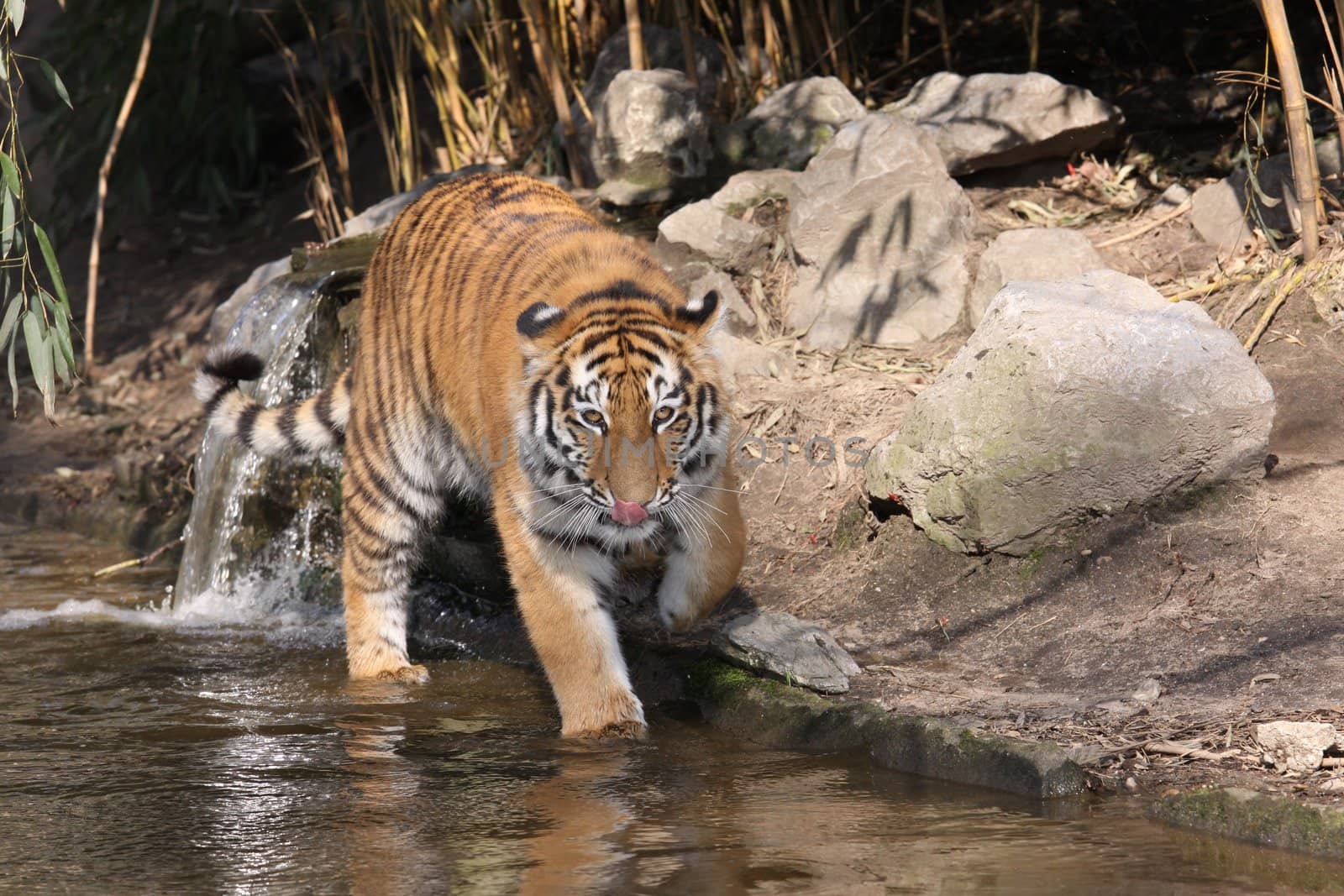 Close-up portrait of a Siberian Tiger standing in the water