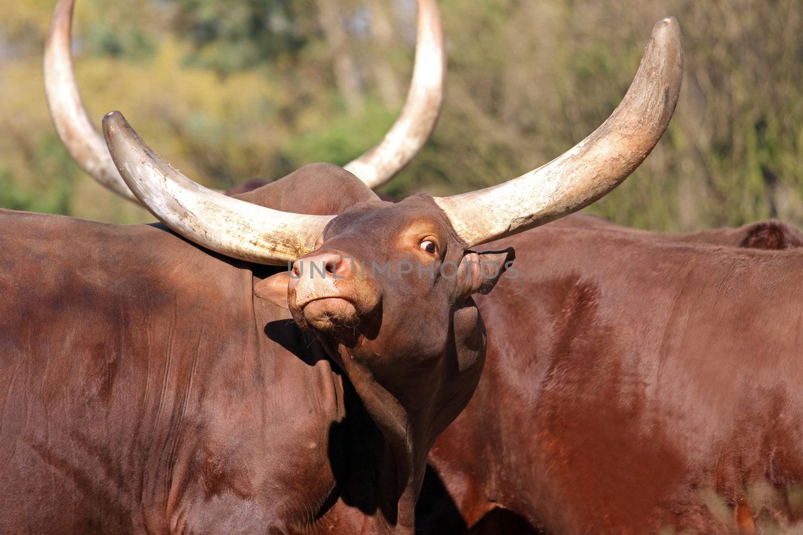 Brown Watusi watussi african bull couple portrait