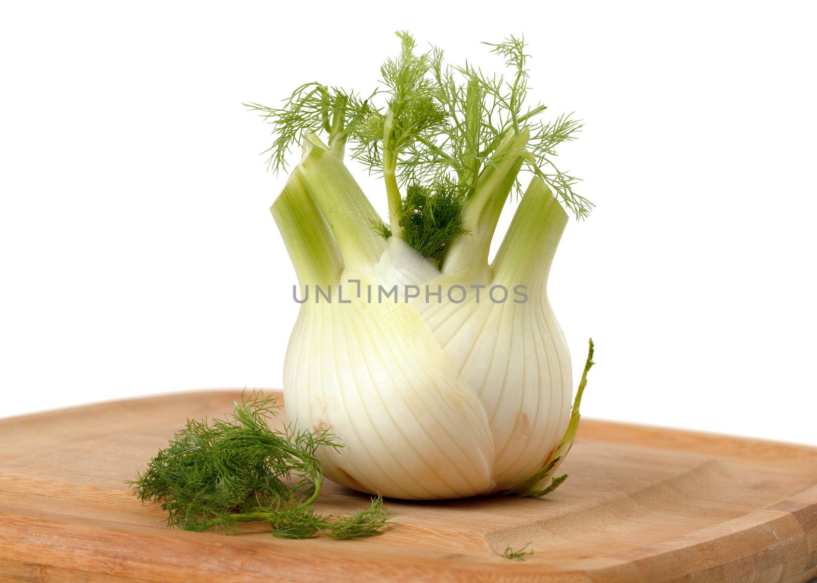 Fresh fennel on the white background