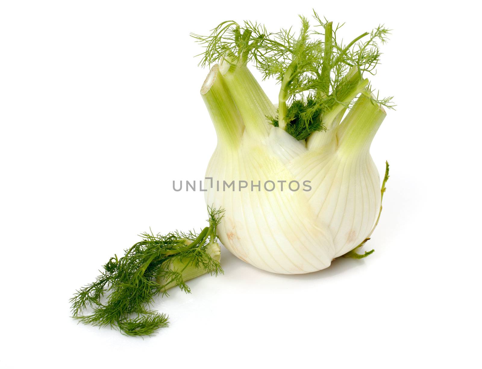 Fresh fennel on the white background