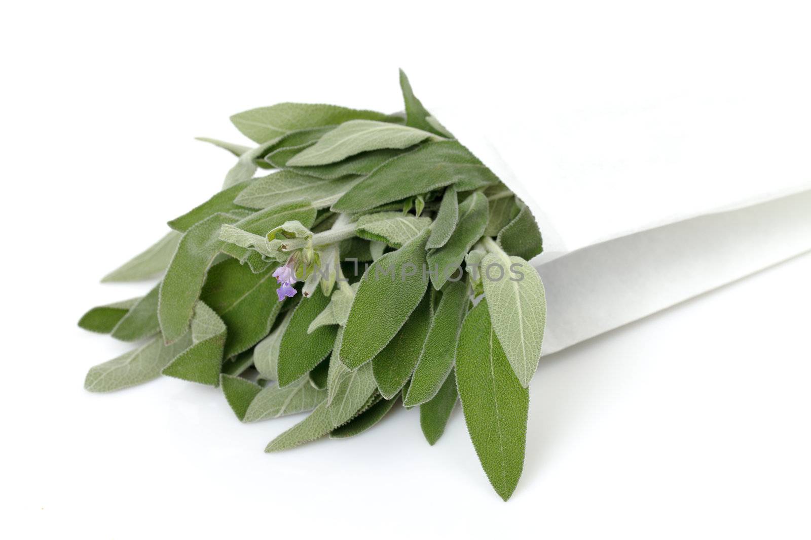 Fresh sage leaves on a white background