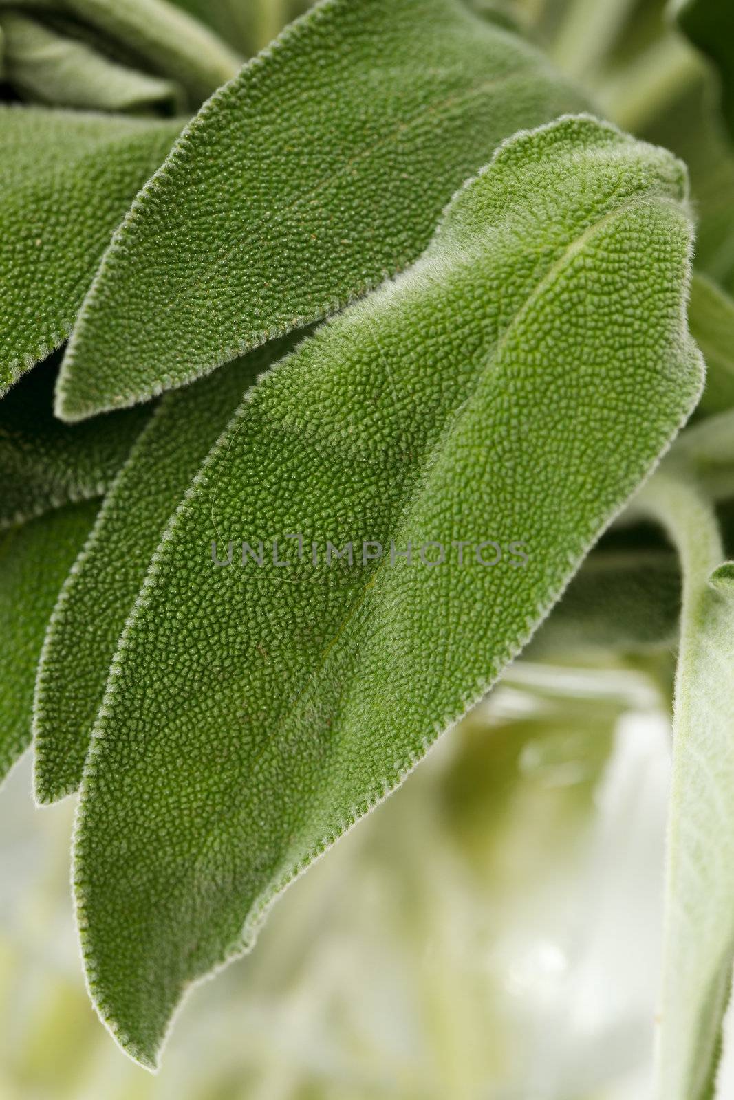 Fresh sage leaves on a white background