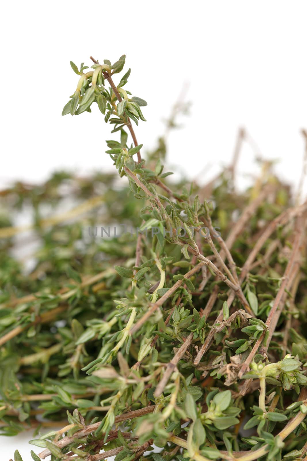 Fresh Thyme on white background