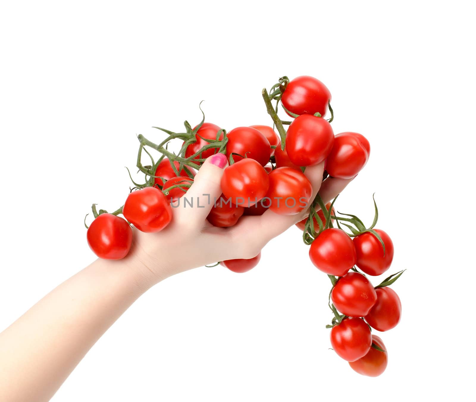 Bunch cherry tomatoes in hand on white background