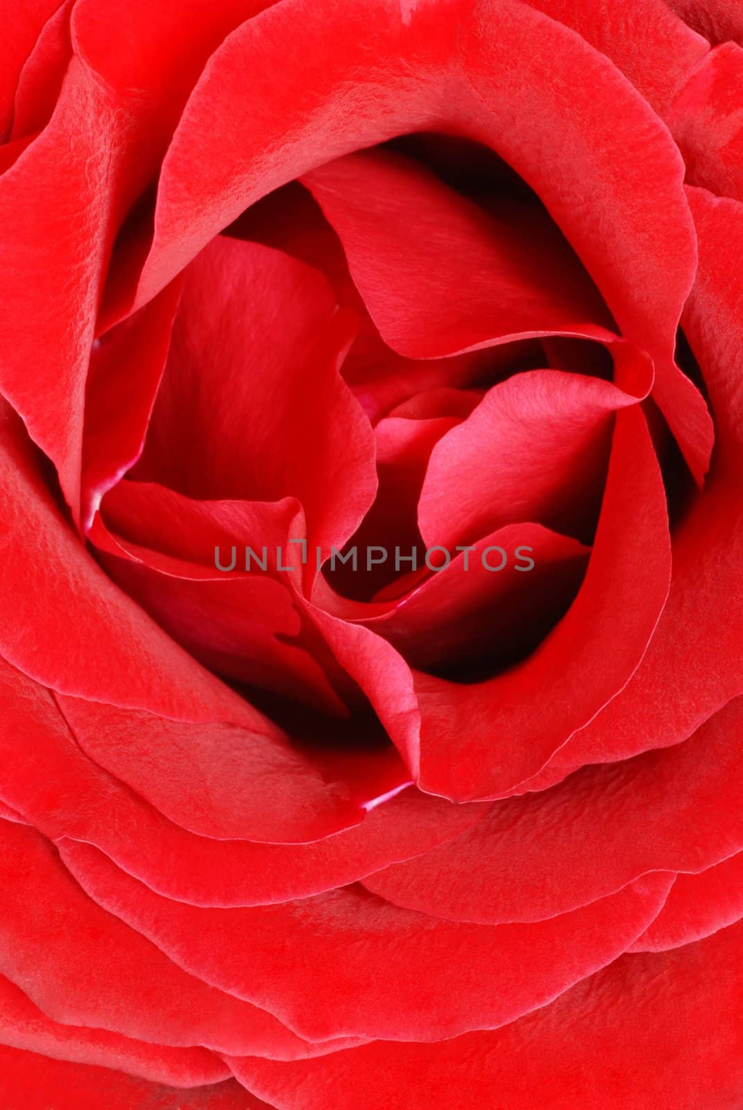 Red rose petals by simply